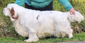 Chiots de race Clumber spaniel à vendre chez l'éleveur breizh hillig
