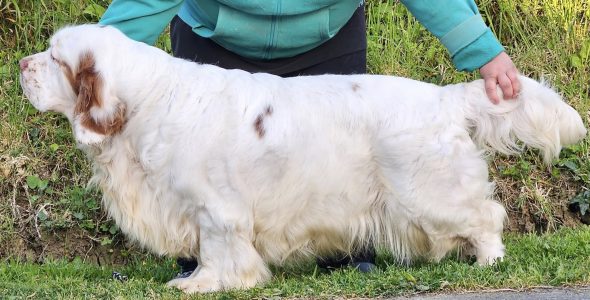 Image de la portée de chiot de l'élévage breizh hillig