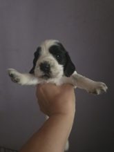 Chiots de race Cocker anglais à vendre chez l'éleveur DES BRUMES D ALKALILAKE