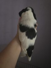 Chiots de race Cocker anglais à vendre chez l'éleveur DES BRUMES D ALKALILAKE