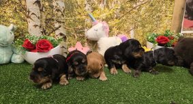 Chiots de race Cocker anglais à vendre chez l'éleveur DOMAINE DE SAINTE GLADYCE