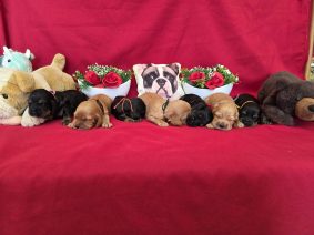 Chiots de race Cocker anglais à vendre chez l'éleveur DOMAINE DE SAINTE GLADYCE