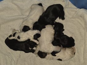 Chiots de race Cocker anglais à vendre chez l'éleveur DES BRUMES D ALKALILAKE