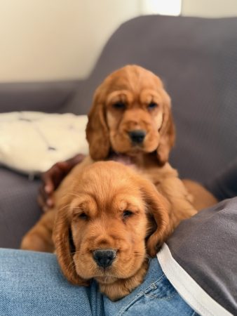 Image de la portée de chiot de l'élévage LIDZIMAEST DU PAYS GARDOIS