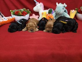 Chiots de race Cocker anglais à vendre chez l'éleveur DOMAINE DE SAINTE GLADYCE