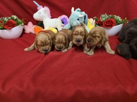 Chiots de race Cocker anglais à vendre chez l'éleveur DOMAINE DE SAINTE GLADYCE