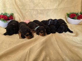 Chiots de race Cocker anglais à vendre chez l'éleveur DOMAINE DE SAINTE GLADYCE