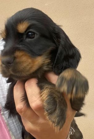 Image de la portée de chiot de l'élévage DES HAUTS D AYRISSAC