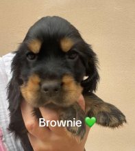 Chiots de race Cocker anglais à vendre chez l'éleveur DES HAUTS D AYRISSAC