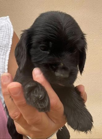 Image de la portée de chiot de l'élévage DES HAUTS D AYRISSAC