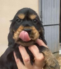 Chiots de race Cocker anglais à vendre chez l'éleveur DES HAUTS D AYRISSAC