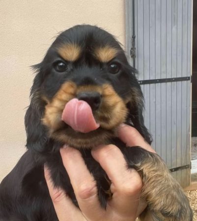 Image de la portée de chiot de l'élévage DES HAUTS D AYRISSAC