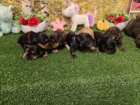 Chiots de race Cocker anglais à vendre chez l'éleveur DOMAINE DE SAINTE GLADYCE