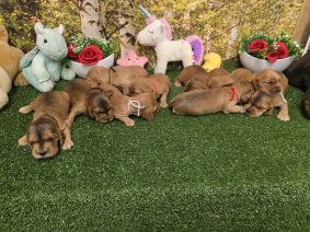 Chiots de race Cocker anglais à vendre chez l'éleveur DOMAINE DE SAINTE GLADYCE
