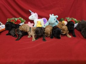 Chiots de race Cocker anglais à vendre chez l'éleveur DOMAINE DE SAINTE GLADYCE