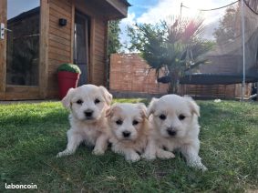 Chiots d'apparence Coton de Tulear à vendre chez l'éleveur LEDEME AURELIEN