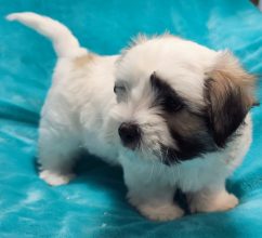 Chiots de race Coton de Tulear à vendre chez l'éleveur LA BOITE A MALICE