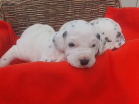 Chiots de race Dalmatien à vendre chez l'éleveur DU DOMAINE DES LOUPS MER