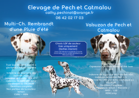 Chiots de race Dalmatien à vendre chez l'éleveur PECHINOT CATHY