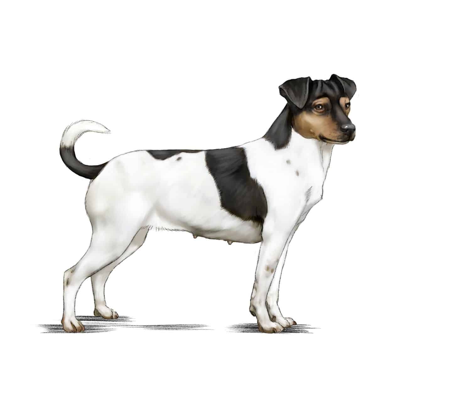 Chien de Ferme Danois et Suédois