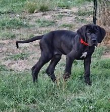 Chiots de race Dogue allemand à vendre chez l'éleveur DU DOMAINE DU RUPT DEMAD