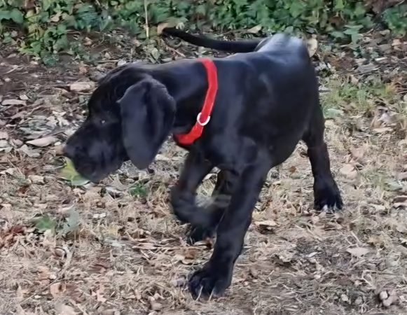 Image de la portée de chiot de l'élévage DU DOMAINE DU RUPT DEMAD