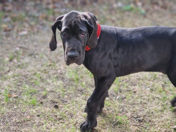 Image de la portée de chiot de l'élévage DU DOMAINE DU RUPT DEMAD