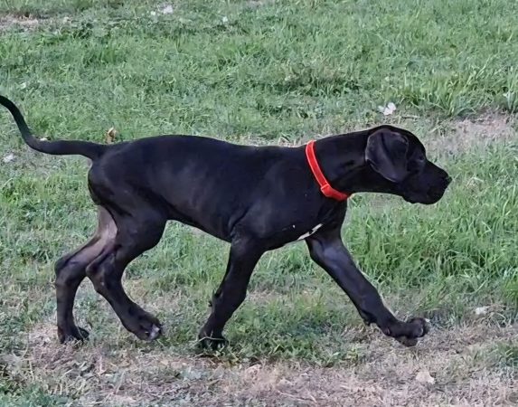 Image de la portée de chiot de l'élévage DU DOMAINE DU RUPT DEMAD
