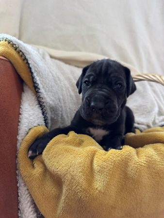 Image de la portée de chiot de l'élévage DES LEGENDES DE LA LIGNEE D OR