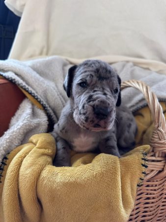 Image de la portée de chiot de l'élévage DES LEGENDES DE LA LIGNEE D OR