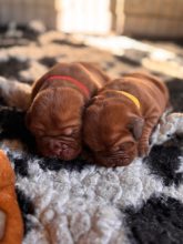Chiots de race Dogue de Bordeaux à vendre chez l'éleveur DES SONGEURS O CROCS BLANCS