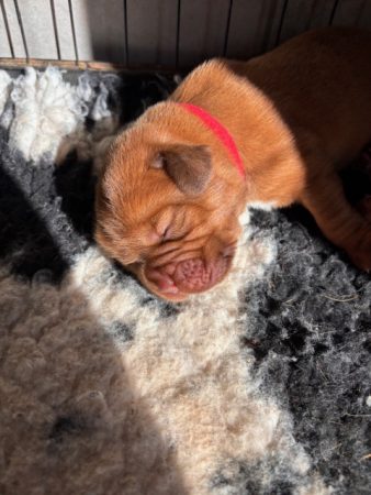 Image de la portée de chiot de l'élévage DES SONGEURS O CROCS BLANCS