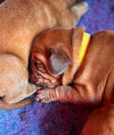 Image de la portée de chiot de l'élévage DES SONGEURS O CROCS BLANCS