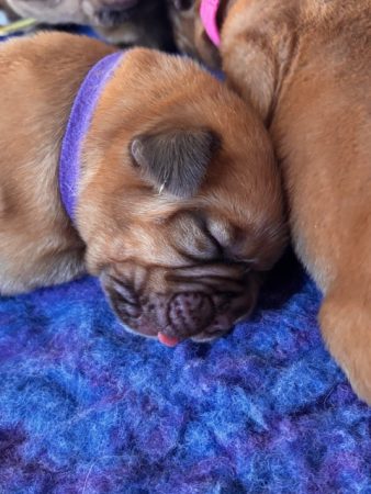 Image de la portée de chiot de l'élévage DES SONGEURS O CROCS BLANCS
