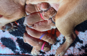 Image de la portée de chiot de l'élévage DES SONGEURS O CROCS BLANCS