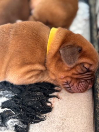 Image de la portée de chiot de l'élévage DES SONGEURS O CROCS BLANCS