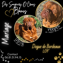 Chiots de race Dogue de Bordeaux à vendre chez l'éleveur DES SONGEURS O CROCS BLANCS