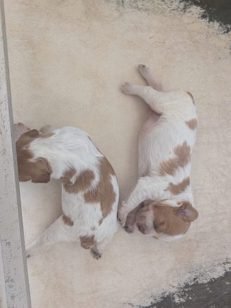 Image de la portée de chiot de l'élévage DES PLATEAUX DE LAYABANERE