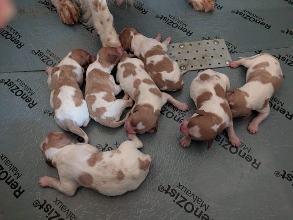 Image de la portée de chiot de l'élévage DES PLATEAUX DE LAYABANERE