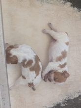 Chiots d'apparence Epagneul breton à vendre chez l'éleveur DES PLATEAUX DE LAYABANERE
