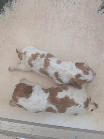 Image de la portée de chiot de l'élévage DES PLATEAUX DE LAYABANERE