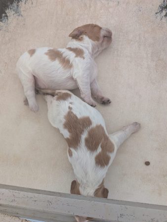 Image de la portée de chiot de l'élévage DES PLATEAUX DE LAYABANERE
