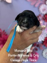 Chiots de race Epagneul breton à vendre chez l'éleveur EARL CRACKERS