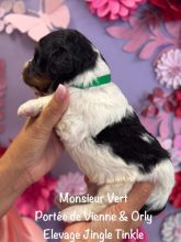 Chiots de race Epagneul breton à vendre chez l'éleveur EARL CRACKERS