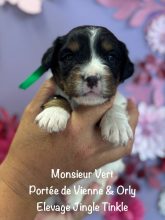 Chiots de race Epagneul breton à vendre chez l'éleveur EARL CRACKERS