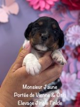 Chiots de race Epagneul breton à vendre chez l'éleveur EARL CRACKERS