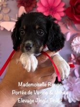 Chiots de race Epagneul breton à vendre chez l'éleveur EARL CRACKERS