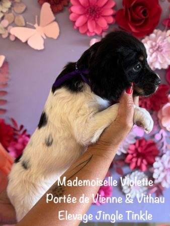 Image de la portée de chiot de l'élévage EARL CRACKERS