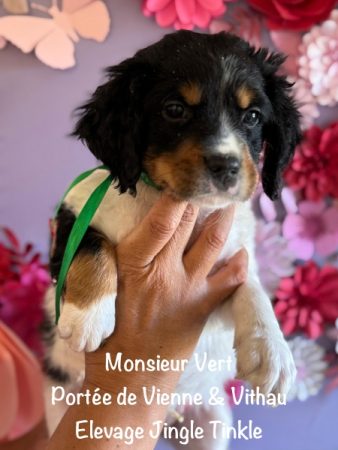 Image de la portée de chiot de l'élévage EARL CRACKERS