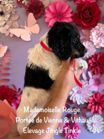 Image de la portée de chiot de l'élévage EARL CRACKERS